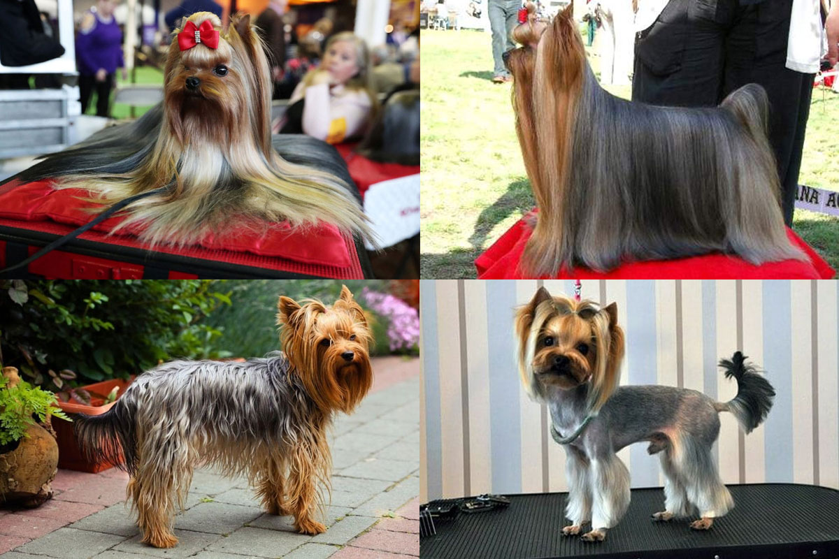 Yorkshires à poils longs et courts