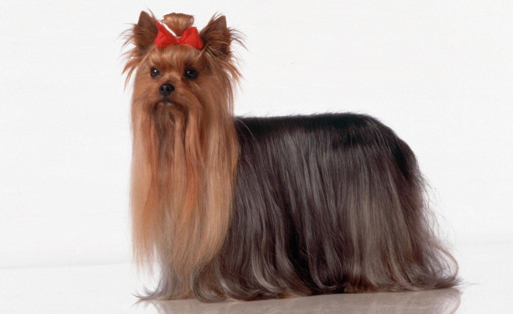 standard de la race Yorkshire Terrier