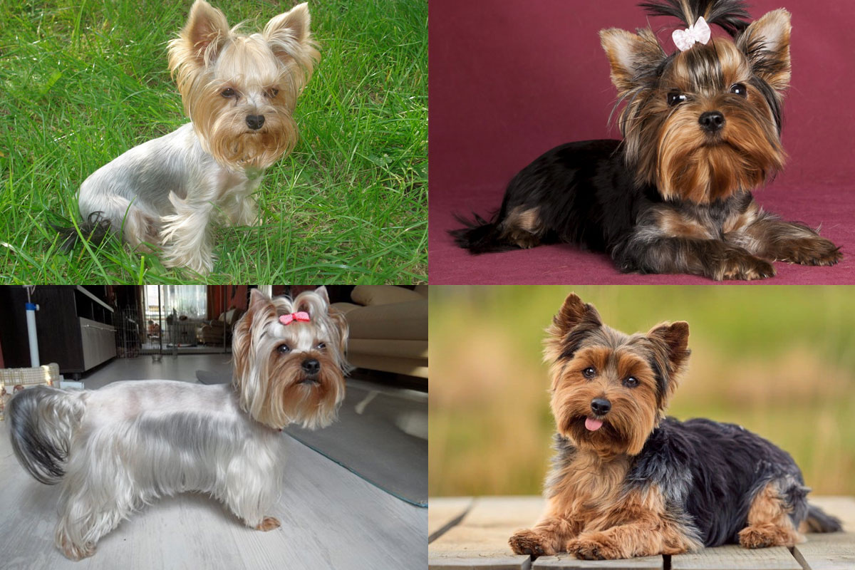 Couleurs indésirables chez les Yorkshires