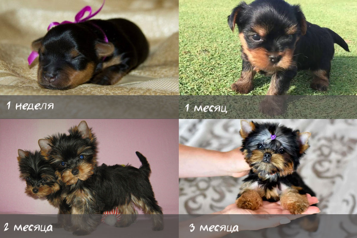 Chiots York par mois