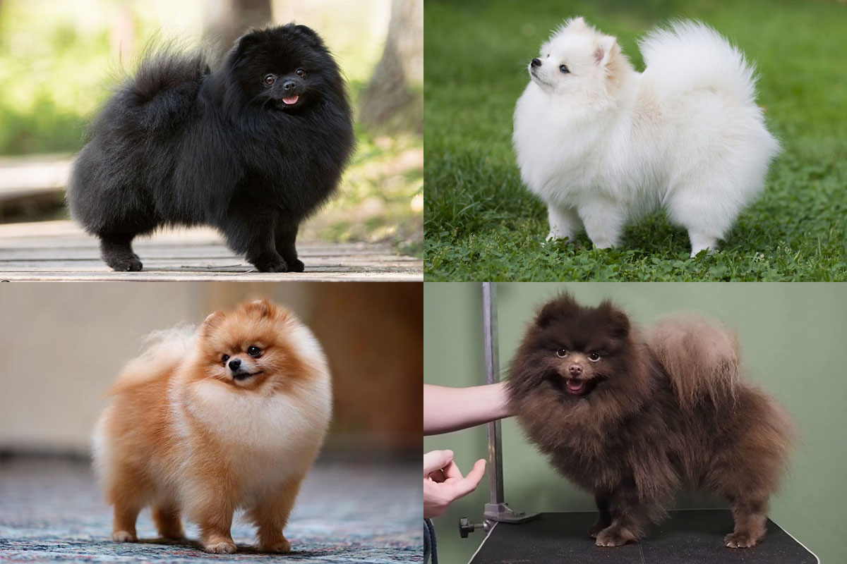 Couleurs du Spitz Poméranien (couleurs unies)