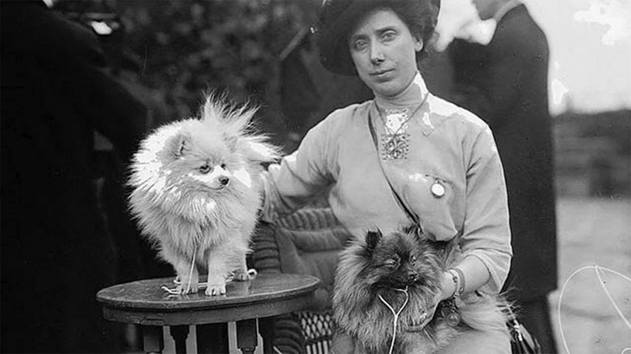 Histoire de la race Poméranienne