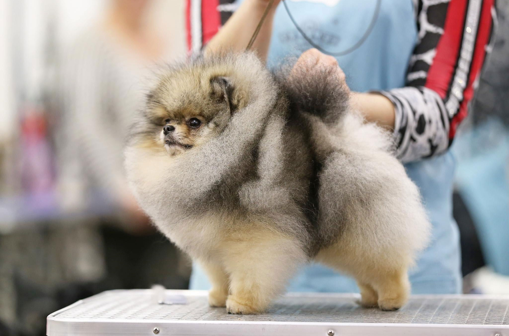 Tout sur la race Poméranien