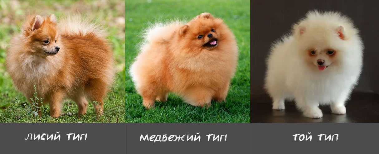 Types de Poméraniens