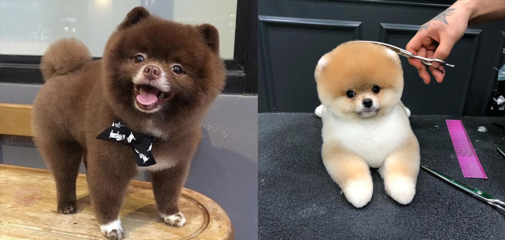 Coupe de cheveux pour un Spitz