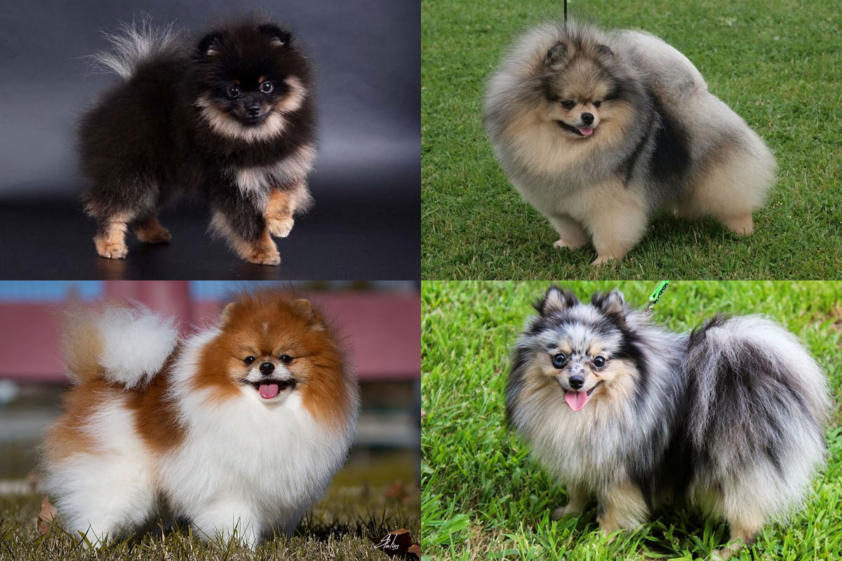 Couleurs du Spitz Poméranien (tacheté)