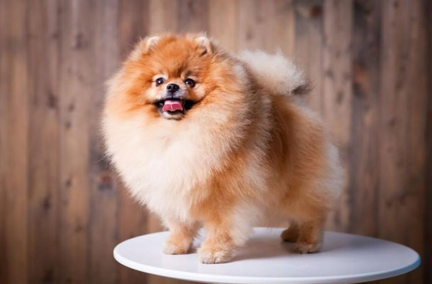 Magnifique Poméranien