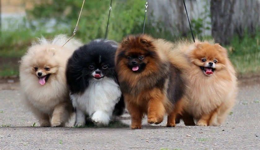 Couleurs de Poméranien