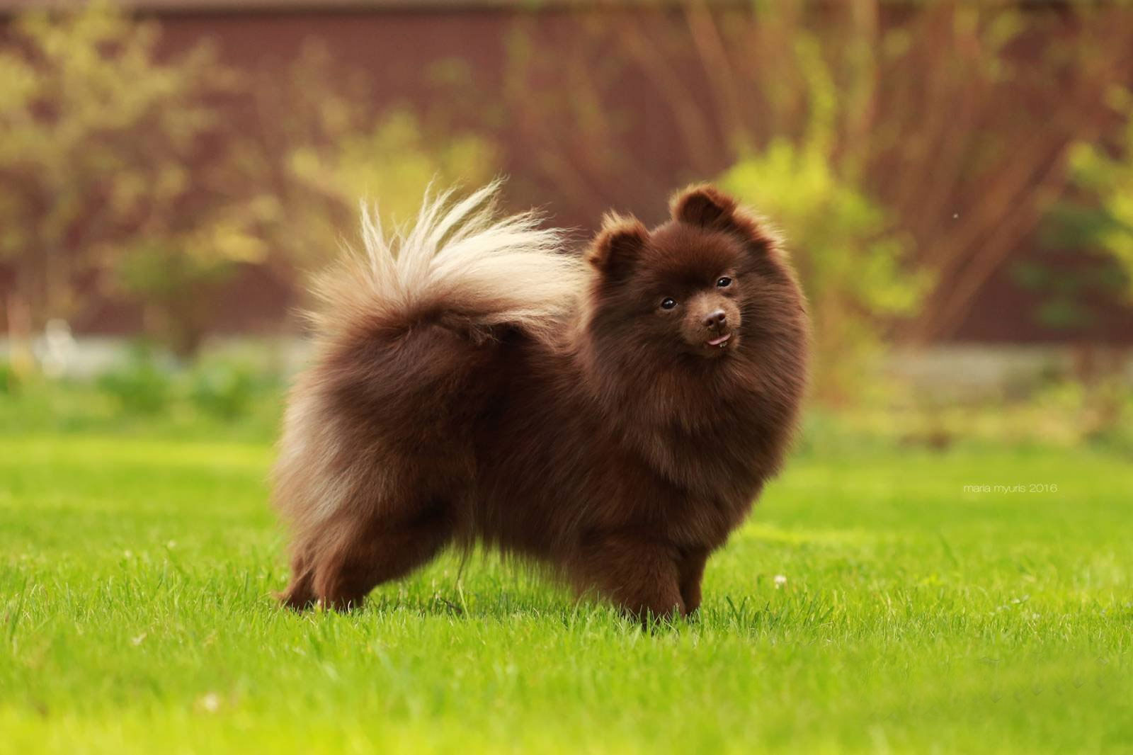 Poméranien chocolat