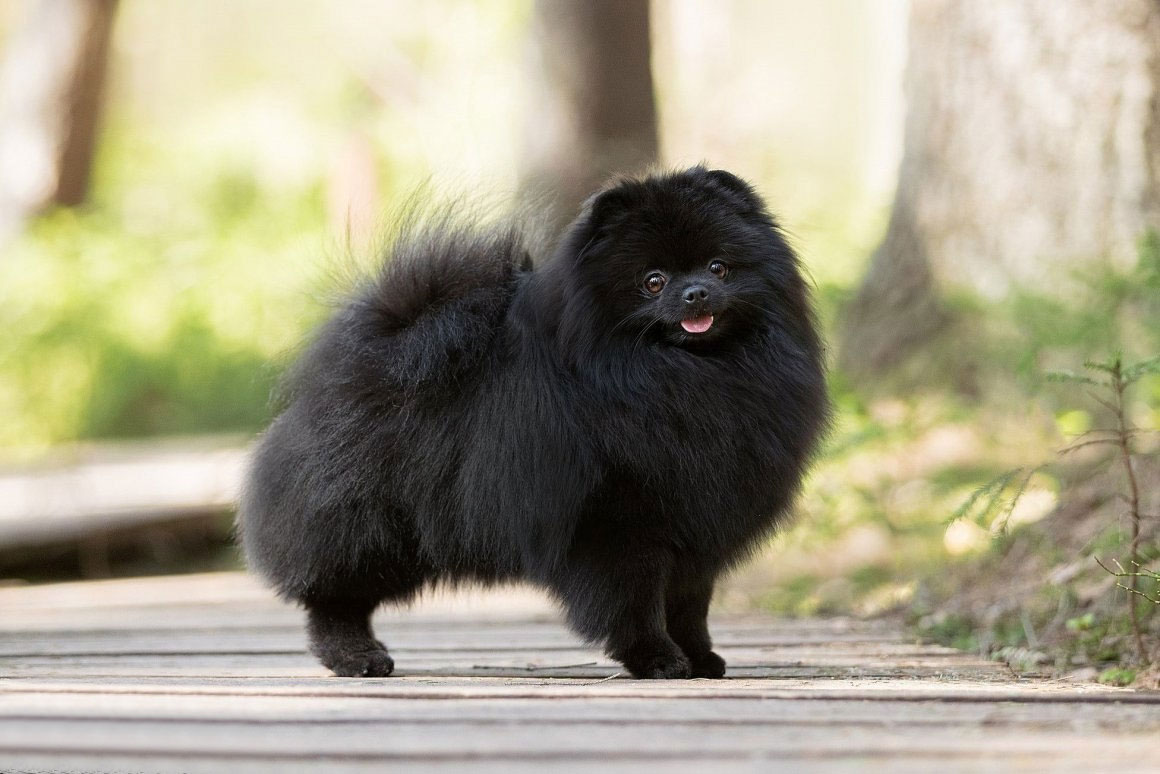 Magnifique Spitz noir