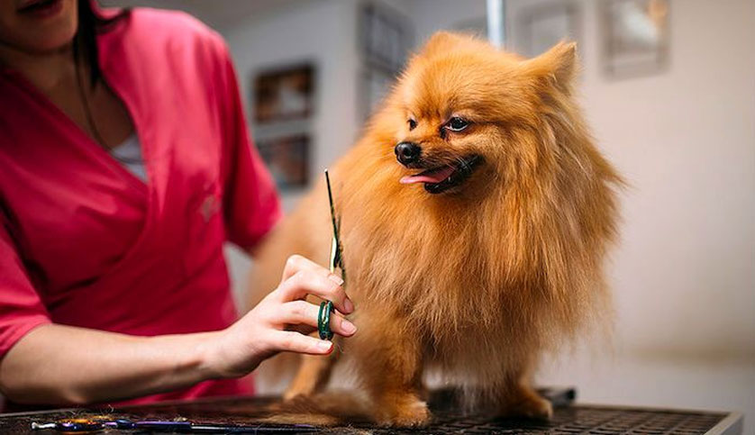 Spitz chez le toiletteur