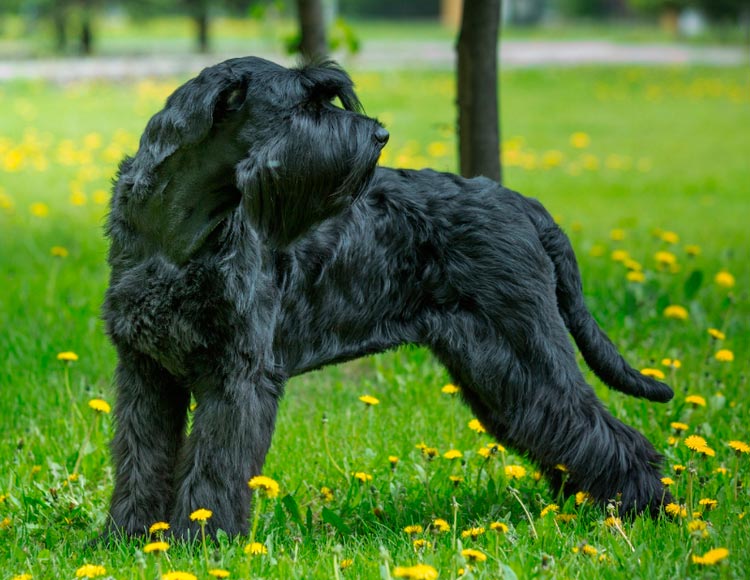 race de chien Schnauzer géant