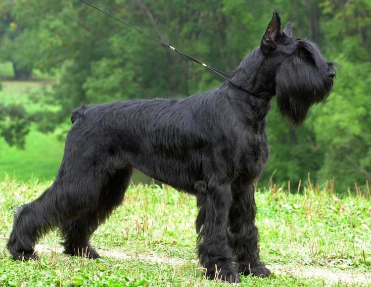 Schnauzer géant