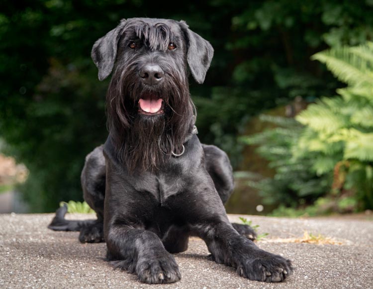 photo de Schnauzer géant