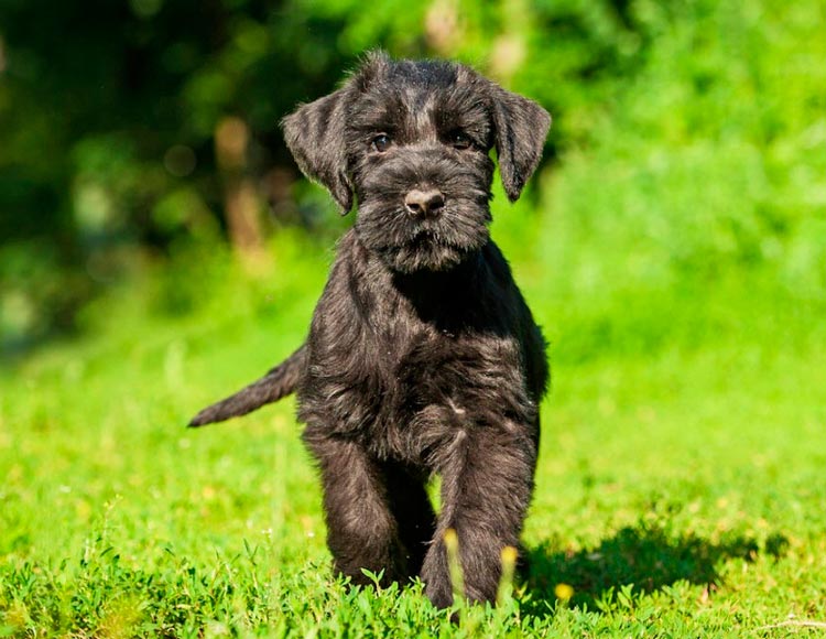 chiot Schnauzer géant