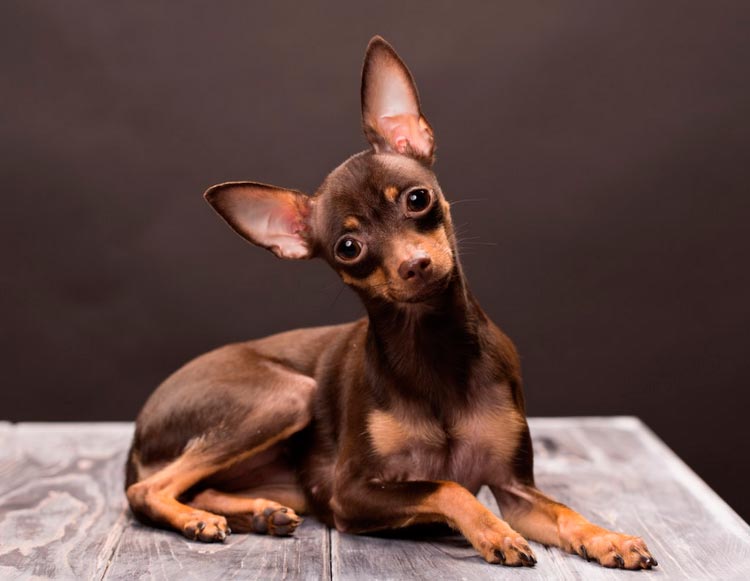 photo de jouet russe