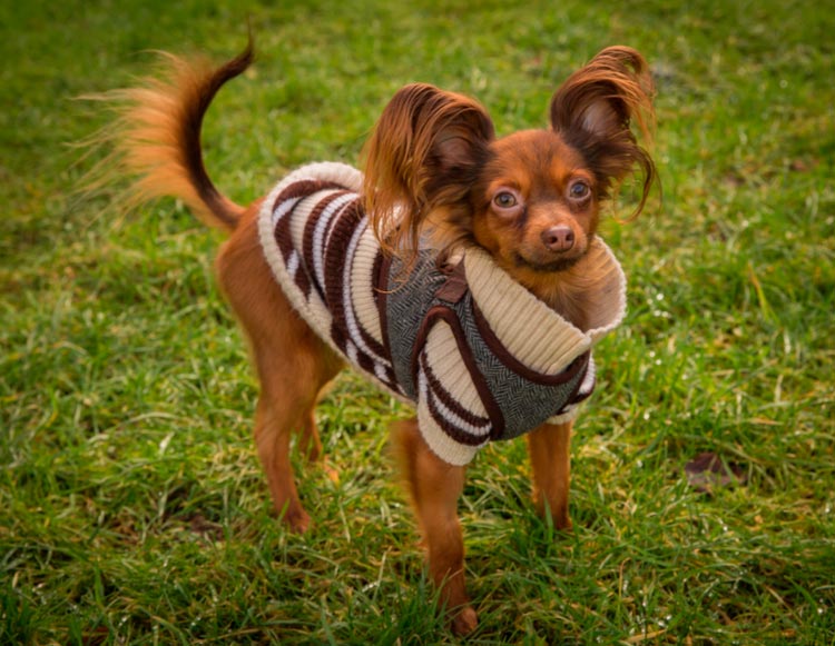 Jouet russe à longs cheveux