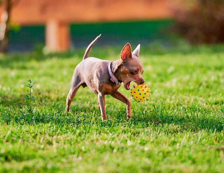 Jouet russe avec une balle