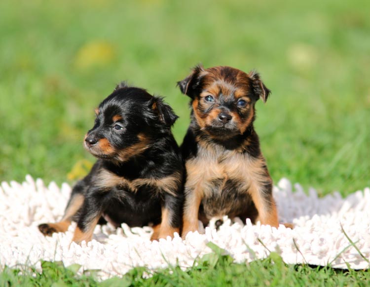 Chiots russes miniatures