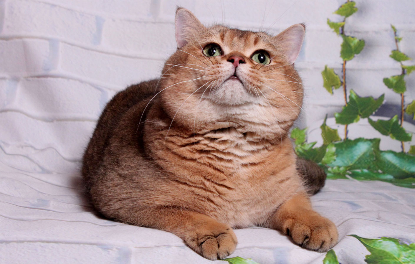 Caractéristiques de la race Scottish Straight