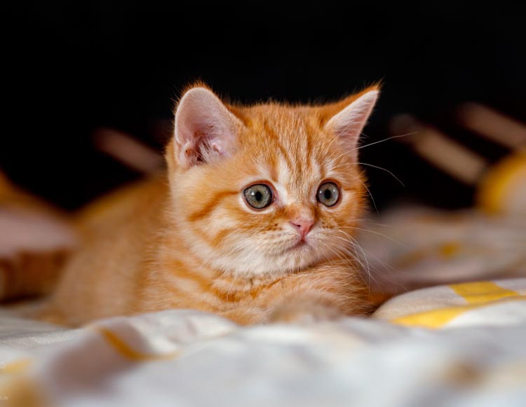 Chaton écossais droit