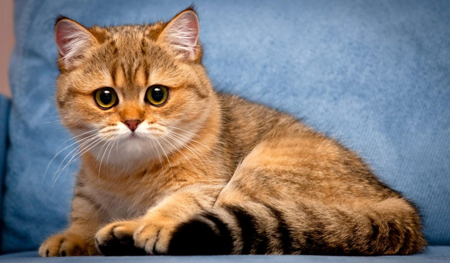 Chaton écossais droit