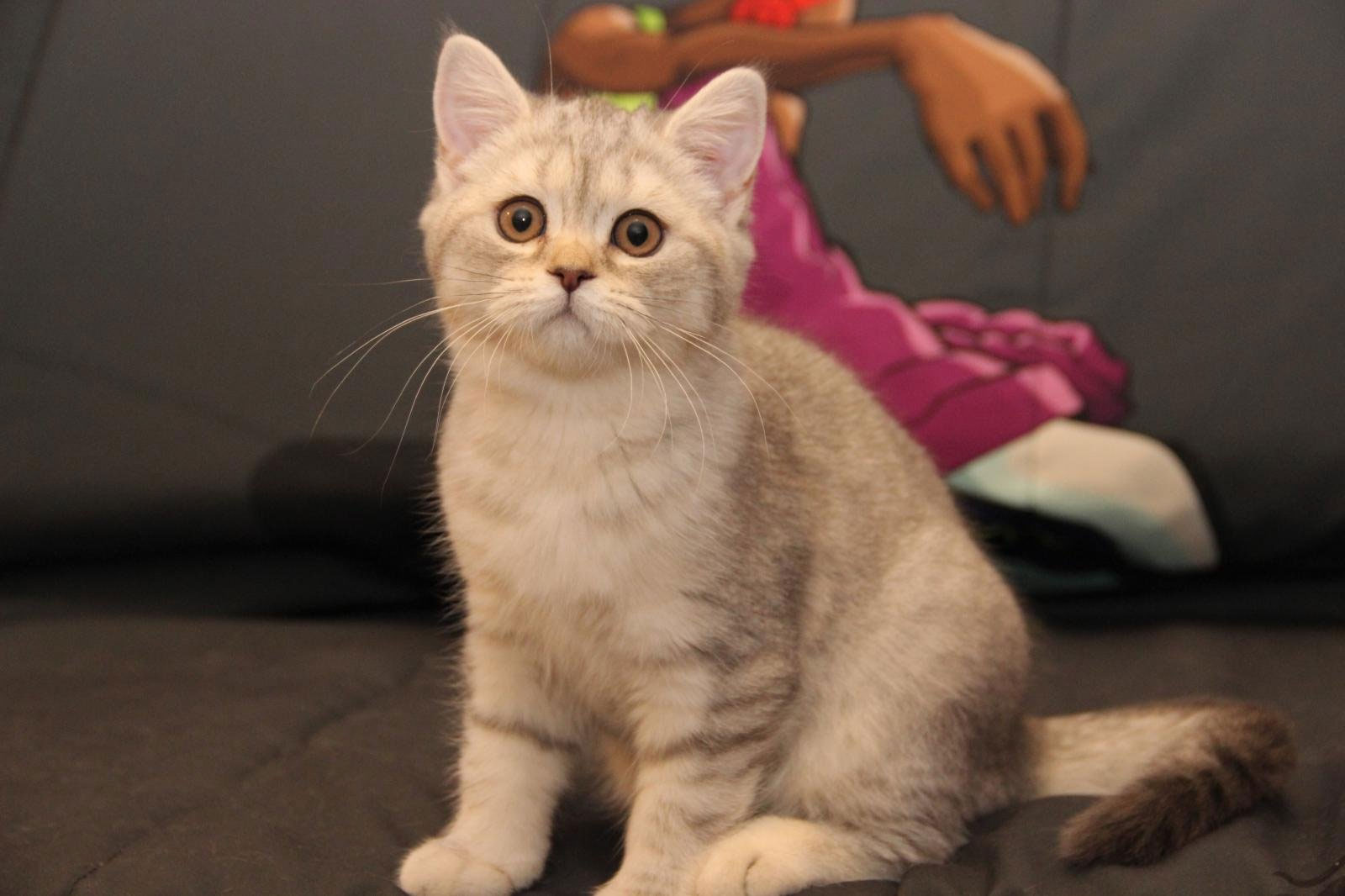 Chatons écossais - Comment choisir un chaton