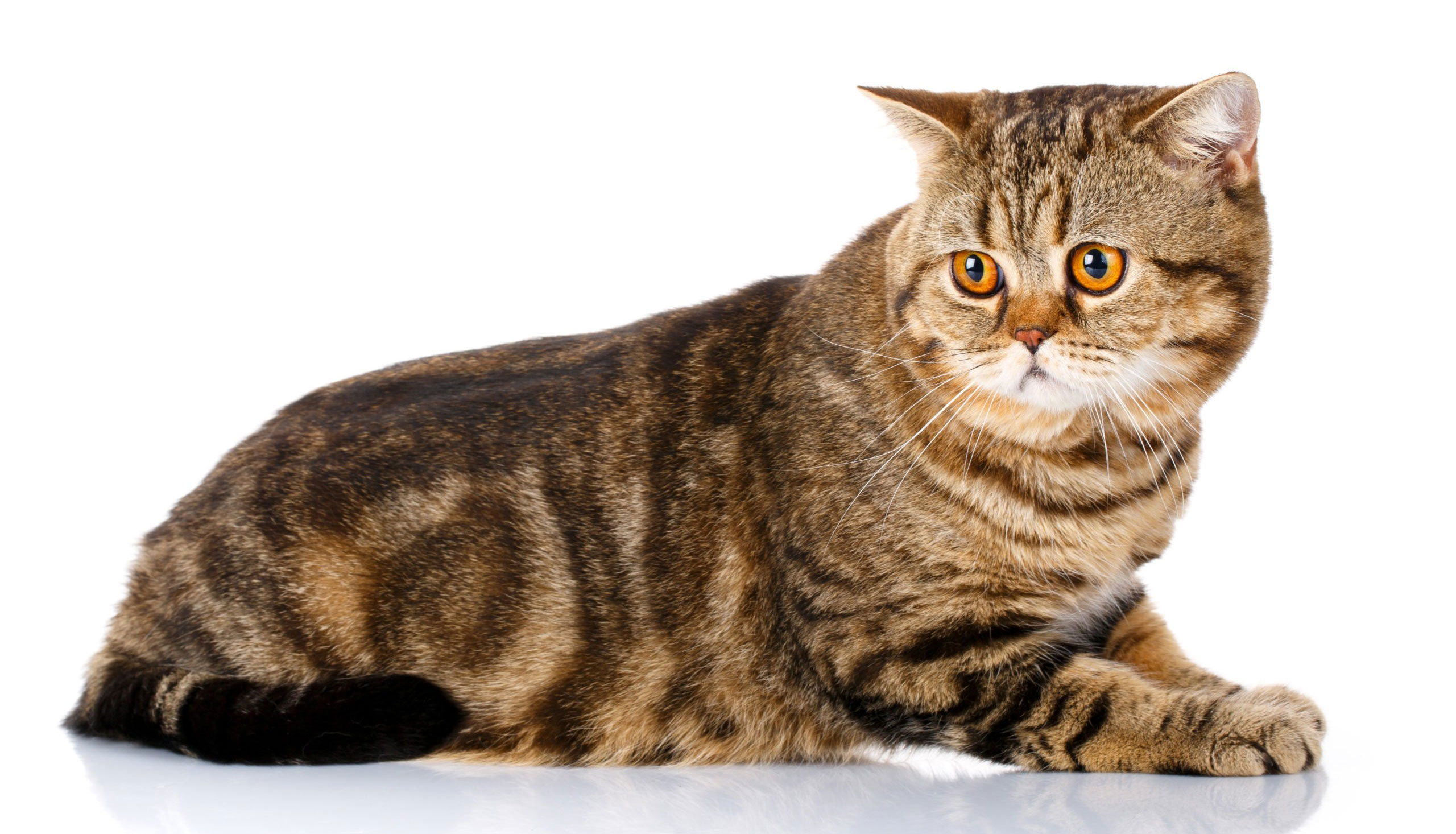 Quelles sont les maladies qui affectent les chats britanniques aux oreilles droites ?