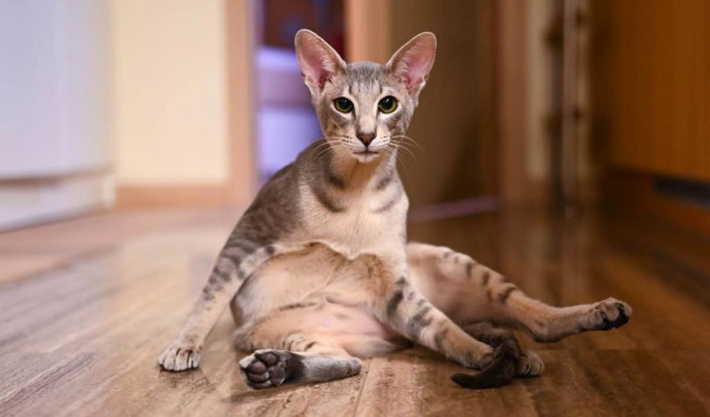 Javanais américains