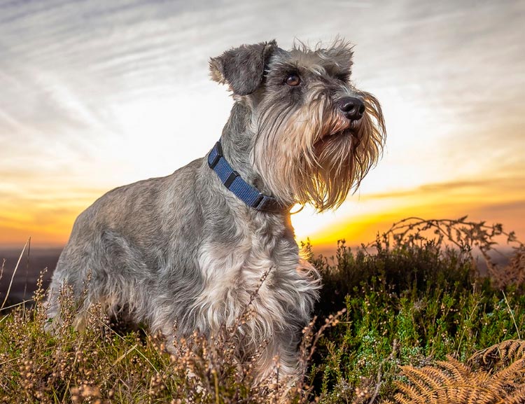 race de chien Schnauzer miniature