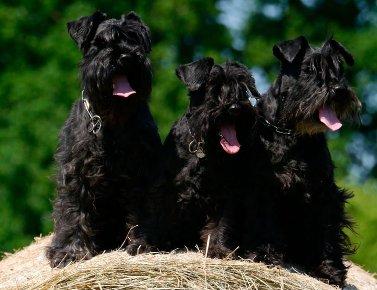 trois schnauzers miniatures