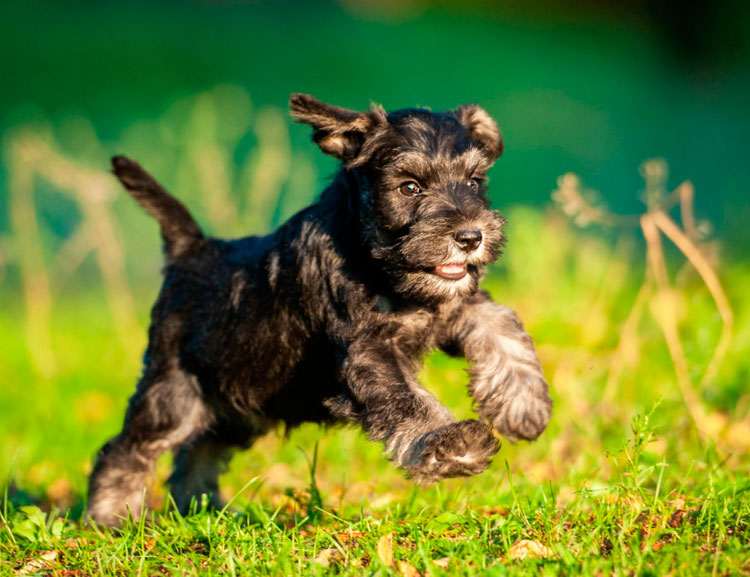 chiot Schnauzer nain