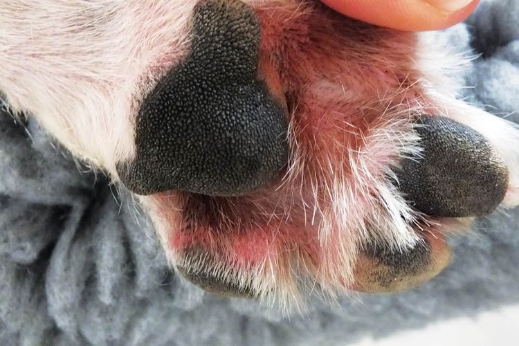 Dermatite allergique chez le chien