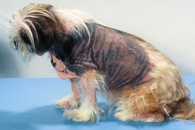 Dermatite atopique chez le chien