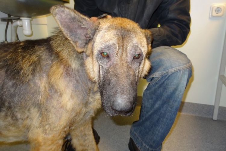 Dermatite infectieuse chez le chien