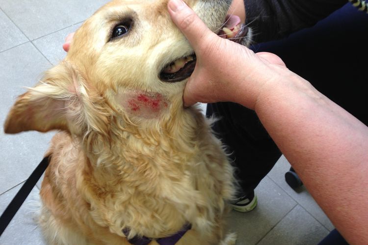 Dermatite médicamenteuse chez le chien