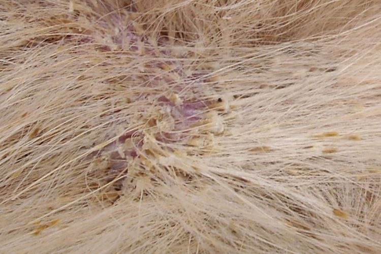Dermatite séborrhéique chez le chien