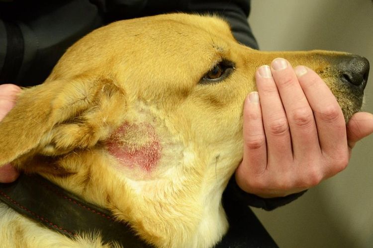 Dermatite chez les chiens