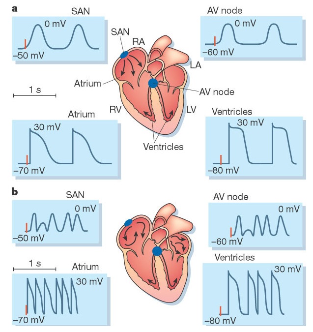 ECG chez un chien