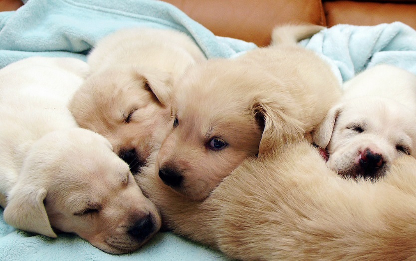 Des chiots et leur mère chienne