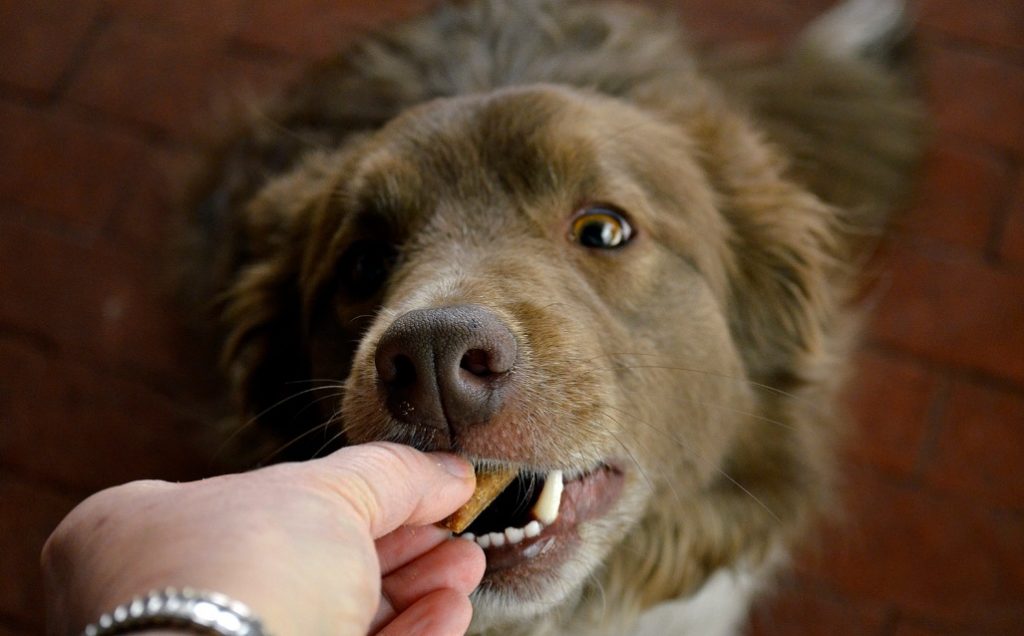 Le chien mange la nourriture dans vos mains.
