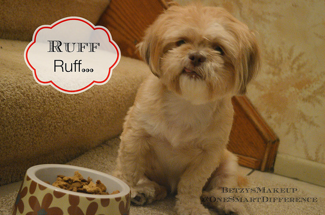 Le chien mange des croquettes