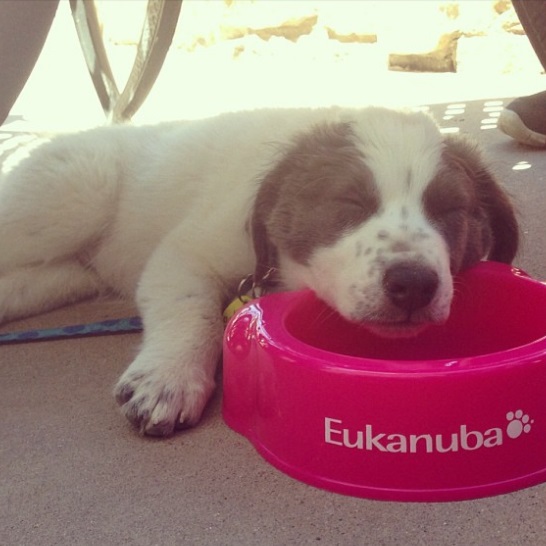 Chien Eukanuba et nourriture