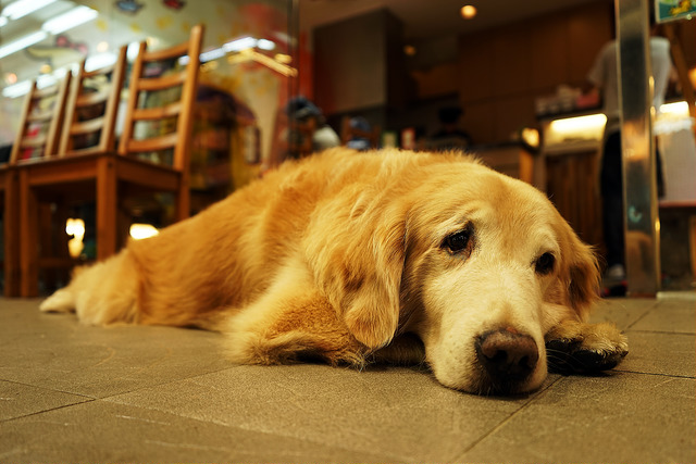 Un vieux chien triste