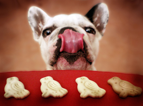 Des aliments sains et savoureux pour chiens
