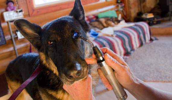 traiter un chien atteint de conjonctivite