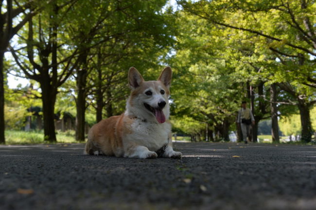 race de chien Pembroke Welsh Corgi