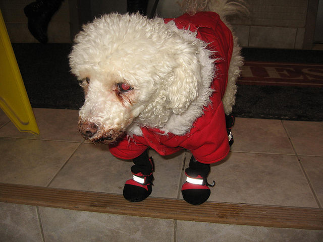 conjonctivite chez un chien