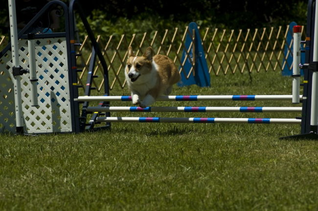 Les Welsh Corgis sont dressables