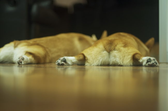 vue arrière d'un Welsh Corgi